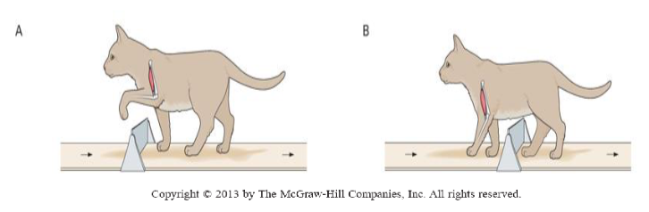 <p>sensory receptors in the skin influence walking by detecting obstacles and adjusting stepping to avoid them.</p>