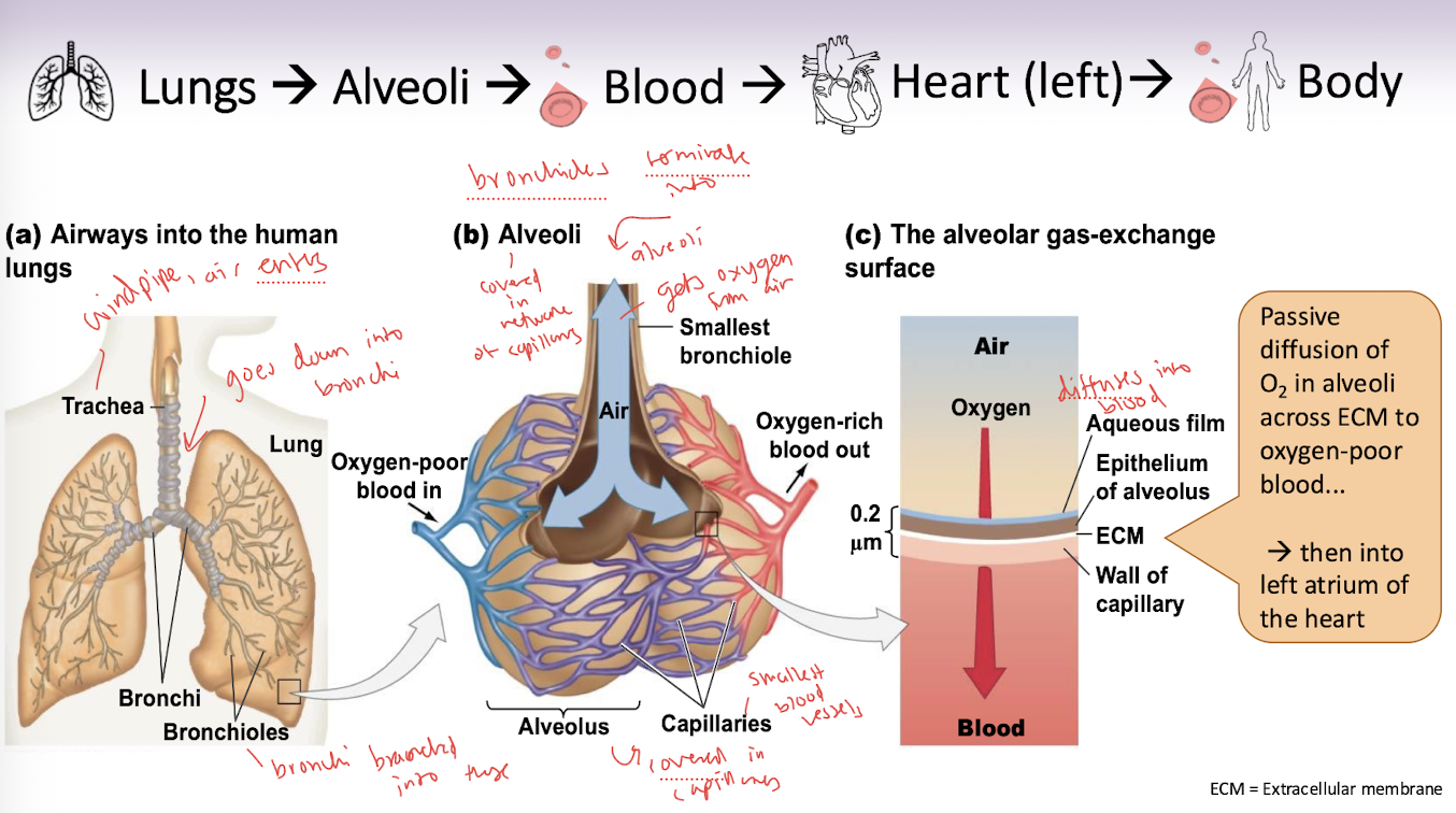 <p>By passive diffusion to oxygen poor blood</p>