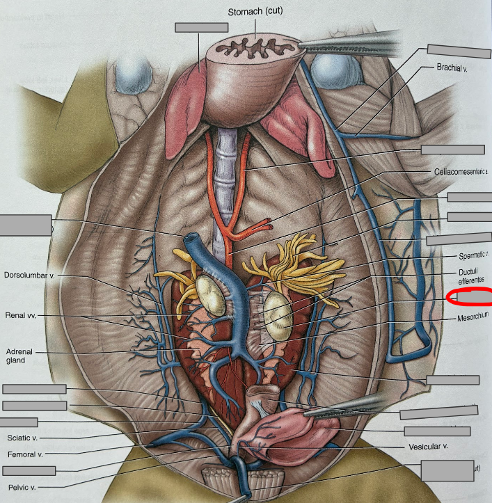 <p>What part of the organism is this?</p>