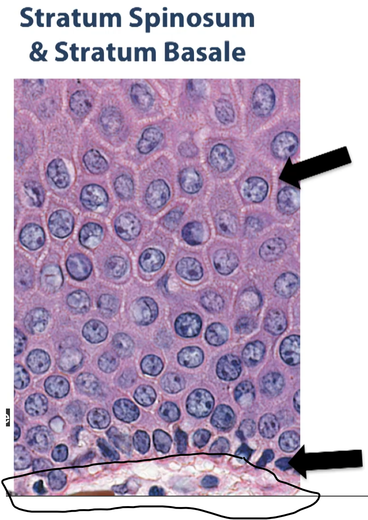 <p>The bottom most layer that you are seeing here, close to the basement membrane, is our basal layer, or the stratum basale. </p><p>These are the cells that are responsible for the mitotic activity that replenishes or creates all these cells on the upper surface of that epithelium (he points to the violet cells in the purple). </p><p>So there is a lot of mitotic activity going on here. Our pigmented cells are are also located here. So there is a lot of activity going on in this layer (stratum basale). </p><p>Then the next layer would be your basement membrane, and underneath would be your papillary dermis. </p><p>So, together, there is your spot, your stratum spinosum has some mitotic activity, so together, the stratum spinosum and the basalis is referred to as the germinal layers of the integument or the stratum germinativum. </p><p>So those are the layers of the epidermis. </p><p>Epidermal cell renewal: the epidermis in humans is renewed about every 15 to 30 days. That rate is going to depend on age and part of the body that we are looking at, as well as some other factors. </p><p>The cells of the epidermis consists four different cell types: </p><ol><li><p>Keratinocytes are the majority of the cell (Keratinocytes are the cells responsible for making the intermediate filaments keratin, which is found inside all these cells). In addition</p></li><li><p>Melanocytes: </p></li><li><p>Langerhans</p></li><li><p>Merkel cells</p></li></ol><p>So these are the cells of the epidermis. </p><p></p>