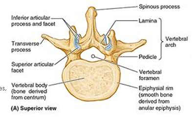 <ul><li><p>Formed from the vertebral arch and posterior surface of the vertebral body</p></li><li><p>contains Spinal cord</p></li></ul><p></p>