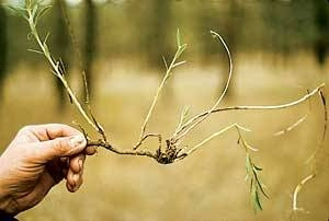 <p>Identify the weed</p>