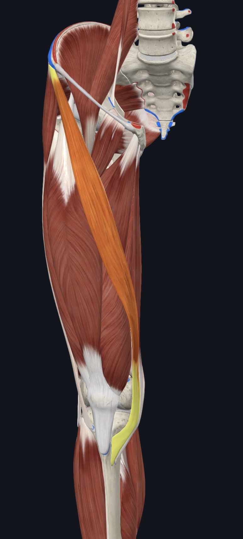 <p>Anterior Thigh</p>