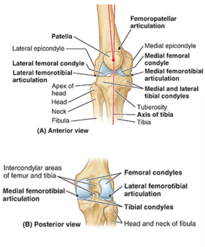 <ul><li><p>2 femorotibial articulations</p><ul><li><p>lateral and medial</p></li><li><p>between lateral and medial femoral and tibial condyles</p></li></ul></li><li><p>1 femoropatellar articulation</p></li><li><p><u>fibula does not participate in articulations</u></p></li></ul><p></p>