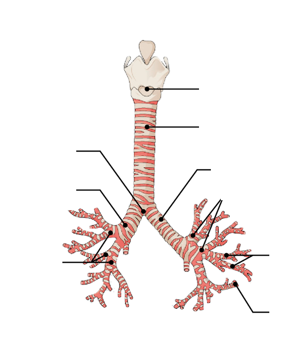 <p><span>Tracheobronchial Tree of the Lungs</span></p>