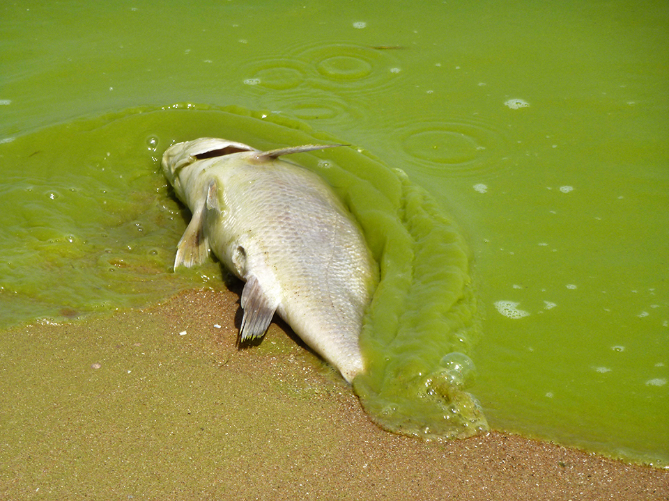 <p>When the algae within a water source increases so much that it kills the plants and fish within the water. Caused by fertilizers and feces (in farms) running off into lakes or streams.</p><ul><li><p>Algae blocks sunlight for plants within the water, killing the plants.</p></li><li><p>In turn, without plants, the fish cannot eat, killing them as well.</p></li></ul><p></p>