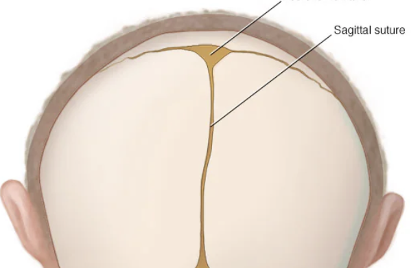 <p>a small, triangle-shaped soft spot located at the back of a newborn’s head where the parietal and occipital skull bones meet</p>