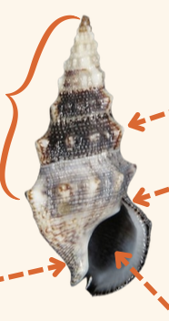 <p><strong>FILO<br>CLASE</strong><br><strong>SUBCLASE</strong><br><strong>ORDEN</strong><br><strong>FAMILIA<br>CARACTERÍSTICAS</strong><br><strong>RÁDULA<br>ALIMENTACIÓN <br>HÁBITAT</strong></p>