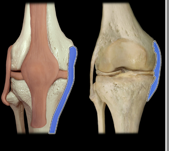<p>anterior</p>
