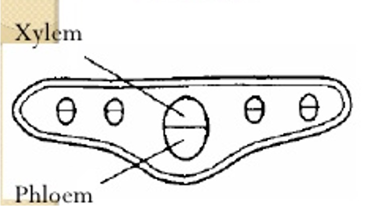 <p>Xylem above</p><p>Phloem below</p>