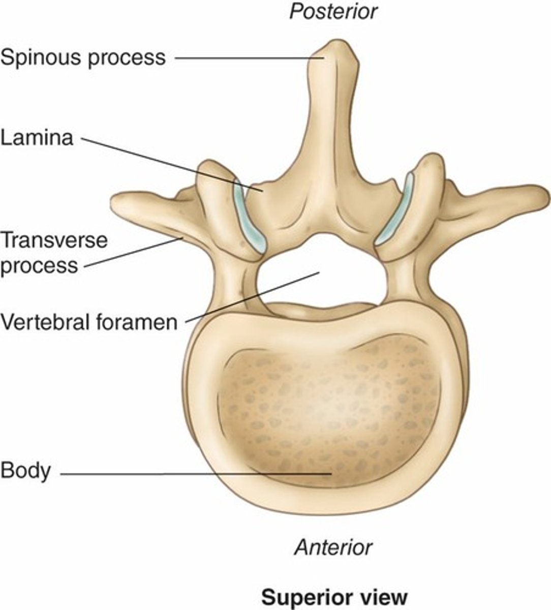 <p>Set of five (L1-L5); largest and strongest vertebrae</p>