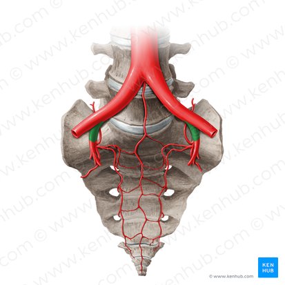 <p><span>branch of the aorta that leads to the internal and external iliac arteries</span></p>