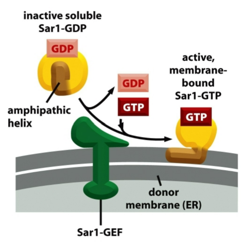 <p>Sar-1 mechanism</p>