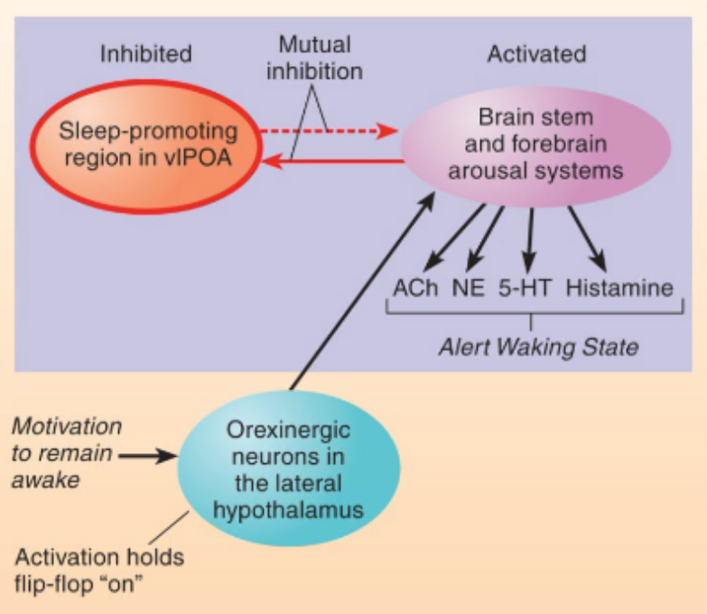 <p>neurons located in lateral hypothalamus</p><p>activate all arousal systems</p>