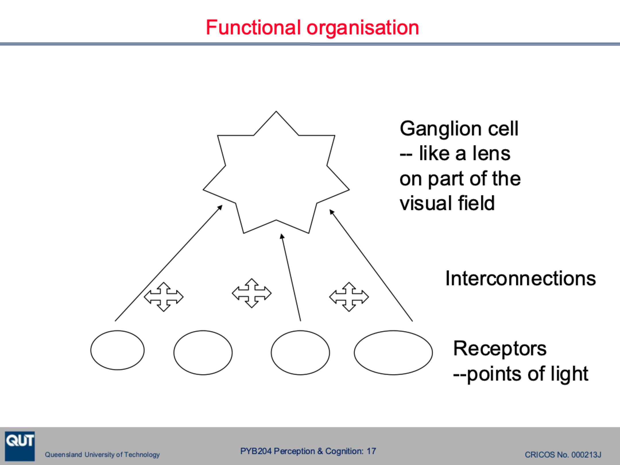 <p>Acts like a lens, capturing an image over an area of the retina (receptive field). The ganglion can also enhance the image in its own local area. </p>