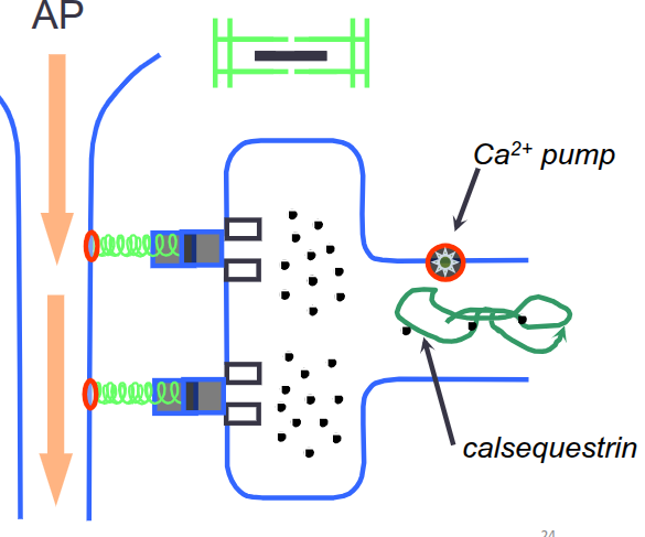<ol><li><p>AP moves along T-tubule, </p></li><li><p>voltage change senses by Na+VCG, </p></li><li><p>signal communicated to VOCC, contraction occurs, </p></li><li><p>calcium pumped back into sarcoplasmic reticulum, </p></li><li><p>Ca++ binds to calsequestrin to facilitate storage, </p></li><li><p>contraction terminated</p></li></ol><p></p>
