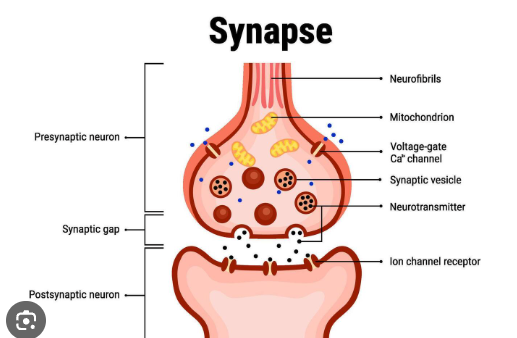 <p>What is neurotransmission and neurotransmitters?</p>