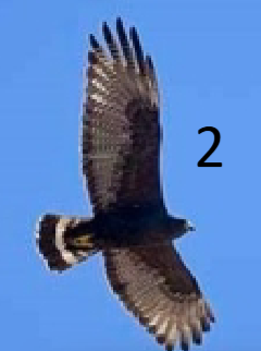 <p>flies/looks like TUVU; banded tail; dark head</p>