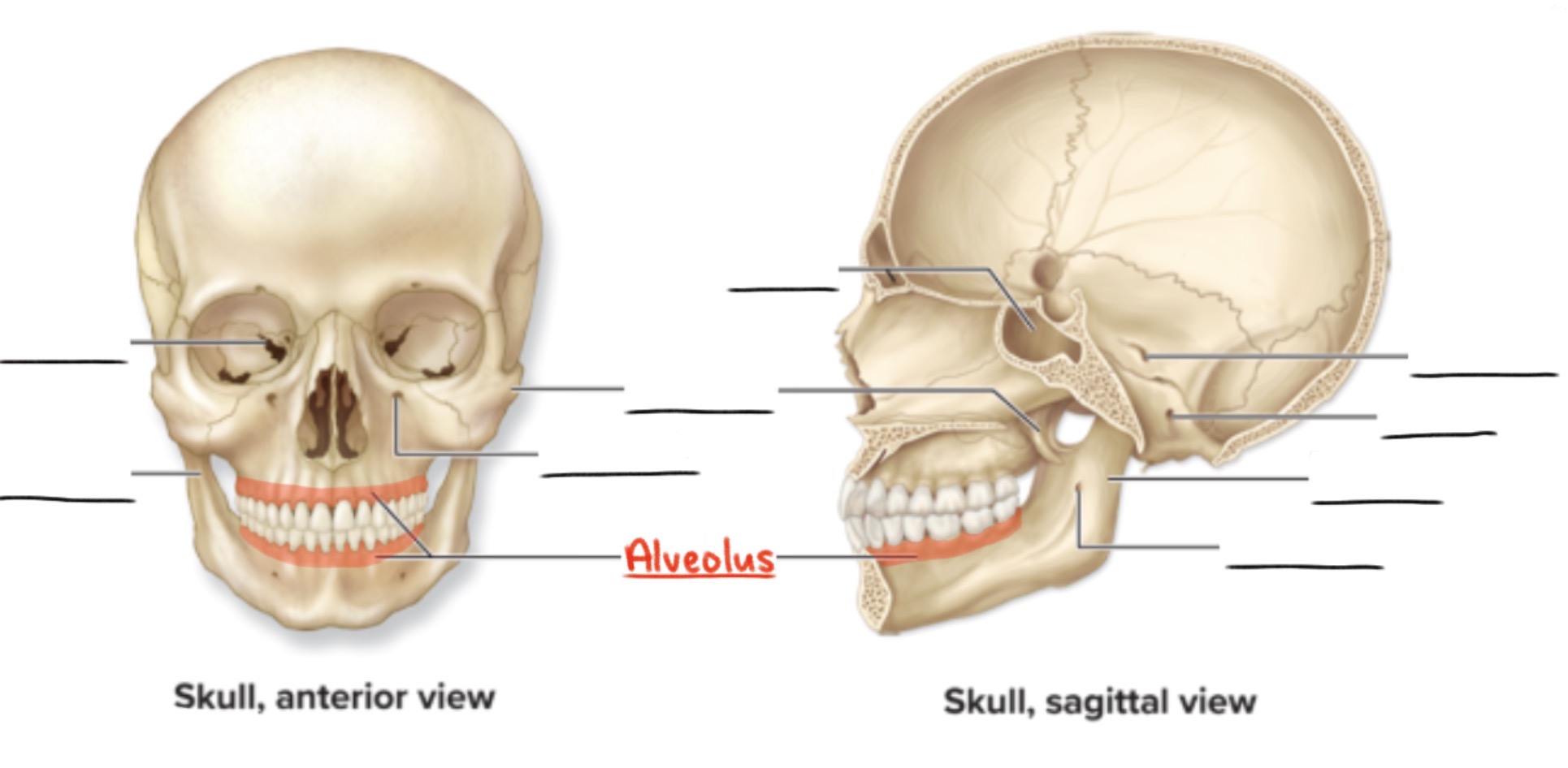 <p><strong>Alveolus</strong> (pl., <em>alveoli</em>)</p><p>Deep pit or socket in the maxillae or mandible</p><p>(Depression)</p>
