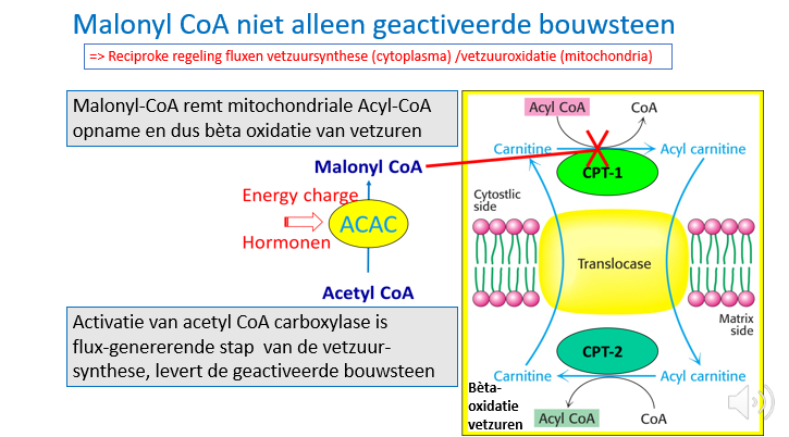<p>malonyl CoA zorgt dat transport van vetzuren naar matrix van mitochondriën inhibeert wordt, om te vermijden dat de nieuw gevormde vetzuren direct weer verbrand worden.</p><p></p><p><span>ACAC wordt zelf geregeld door de energy charge (AMP/ATP) en door hormonen zoals insuline en glucagon.</span></p>