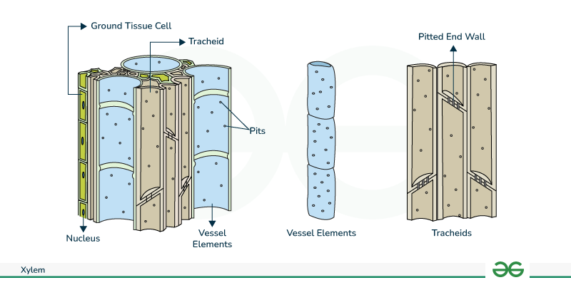 <p>Xylem Tissue</p>