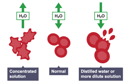 <p>What happens if you place an animal cell in a hypertonic and hypotonic solution?</p>