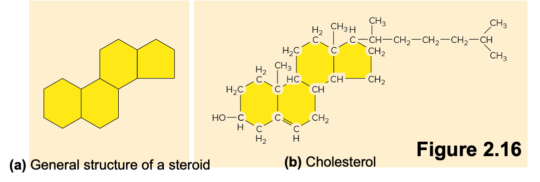<p>Cholesterol</p>