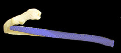 <p>Identify the structure</p>