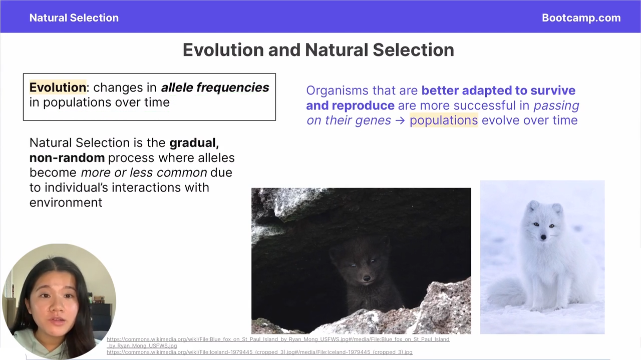 <p>the change in allele frequencies over time </p>