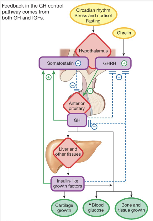 <p>Growth Hormone Loop</p>