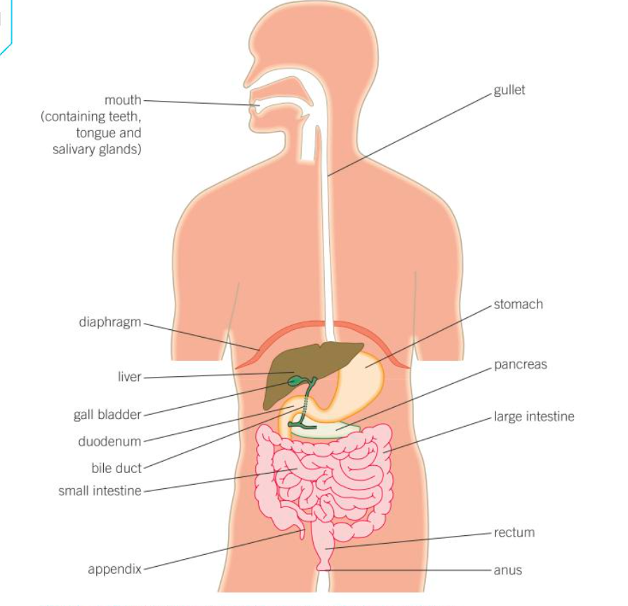<p>all correct</p>