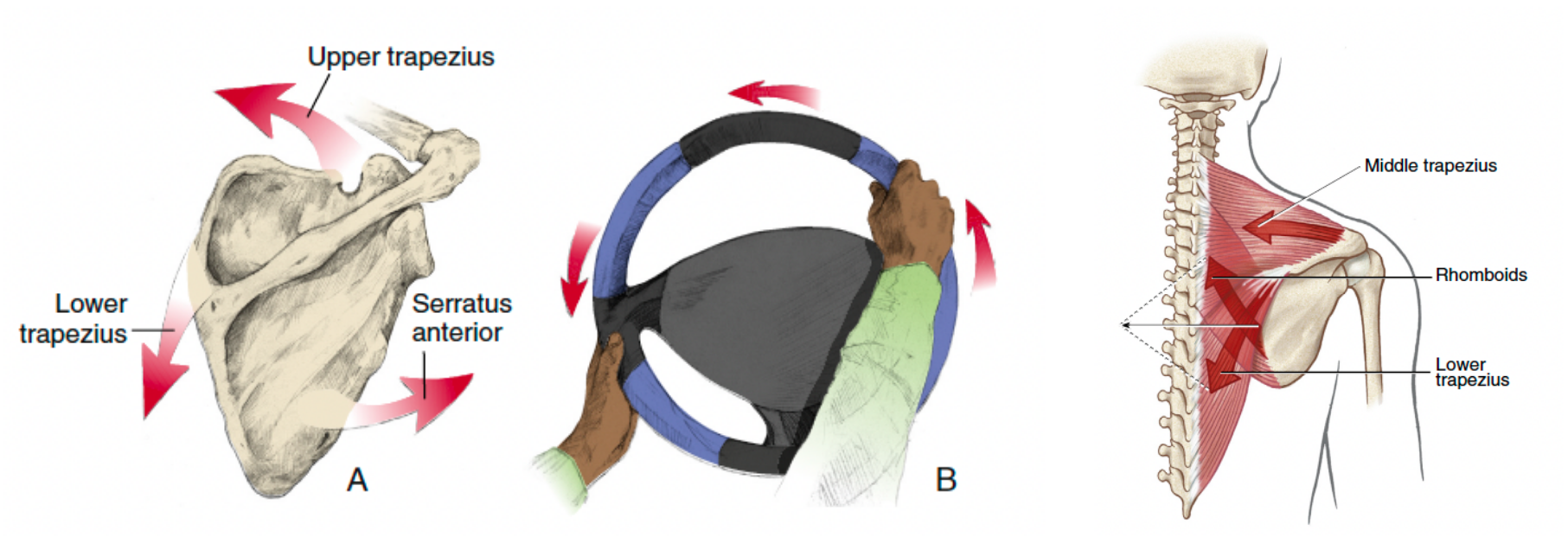 <p>the scapula has so much rotation and translation mobility, so multiple muscles are often needed to produce a PURE scapular rotation</p>