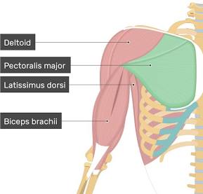 <ul><li><p>agonist of arm flexion</p></li><li><p>adducts and flexes the numerus with coracobrachialis muscle</p></li><li><p>flexes and adducts the arm</p></li></ul><p></p>