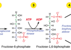 <p>phosphofructokinase (PFK) </p><p>(Note: step 3)</p>