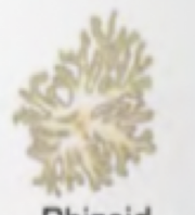 <p>Colony shape </p>
