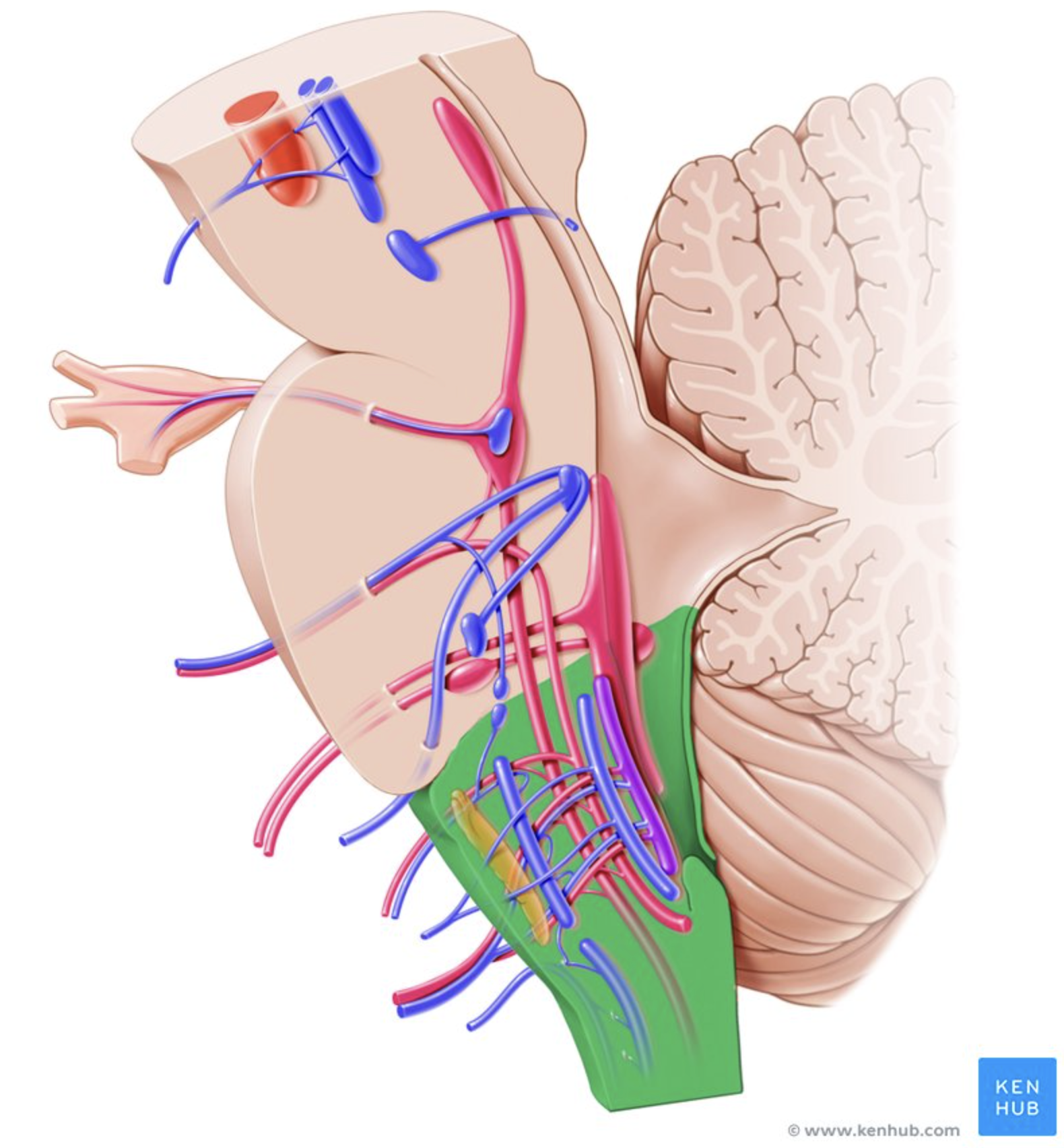 <p>Lower brainstem. Controls vital functions like heart rate and breathing.</p>