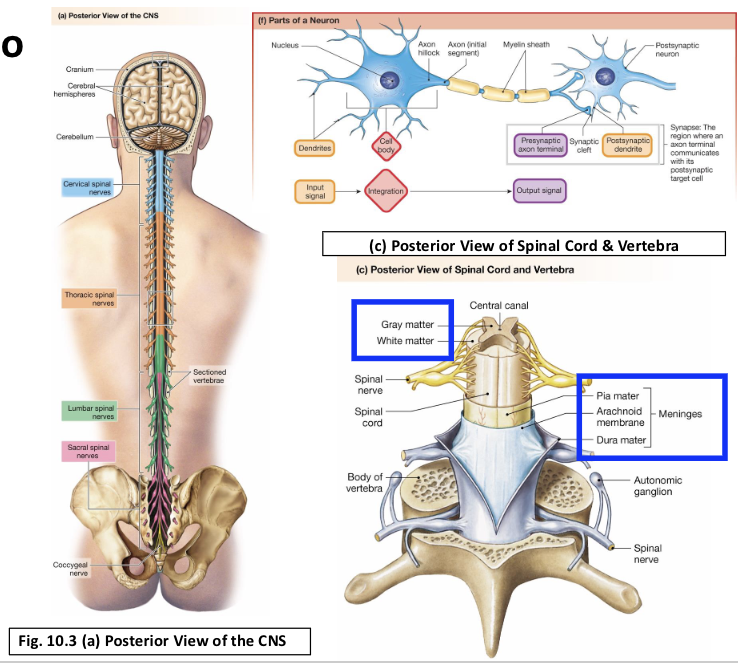 <p>What is the white matter of CNS?</p>