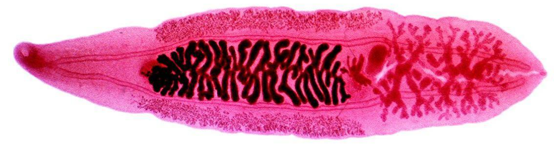 <p><span style="background-color: transparent;"><span>Shelled embryos/larvae are excreted in water and penetrate a mollusk. Leave snail and embed in a fish. Juveniles eaten by a human host mature and repeat cycle.</span></span></p><p><span style="background-color: transparent; color: red;"><span>WE EAT FISH AND GET INFECTED</span></span></p>