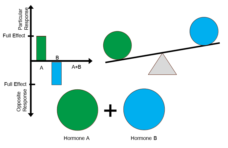 <ul><li><p>hormones have opposing effects</p></li><li><p>1 + 1 = 0</p></li><li><p>ex: ADH increases blood volume and BP; ANP causes Na+ and water excretion</p></li><li><p>ex: hormone A breaks down bone; hormone B builds bone</p></li></ul><p></p>