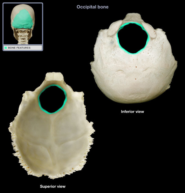 <p>big hole at the bottom of occipital bone. where the brain stem is going to go through to connect with the spinal cord</p>