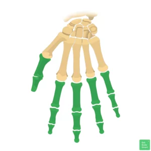 <p>The bones of the fingers.</p>