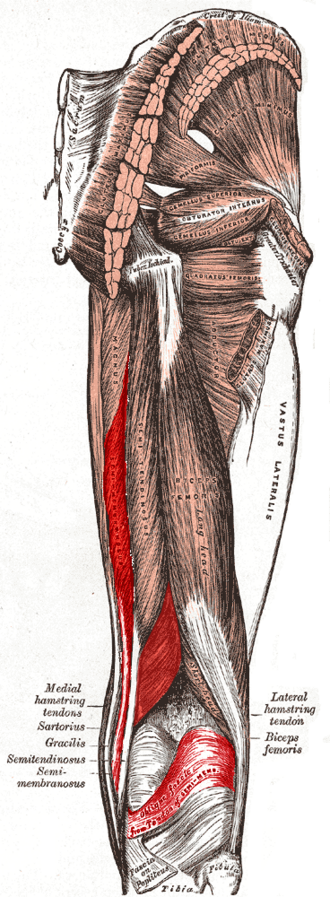 <p>what muscle is this</p>