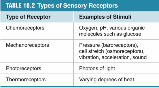 <p>Chemoreceptors, Mechanoreceptors, Photoreceptors, Thermoreceptors, Nociceptors - pain</p>