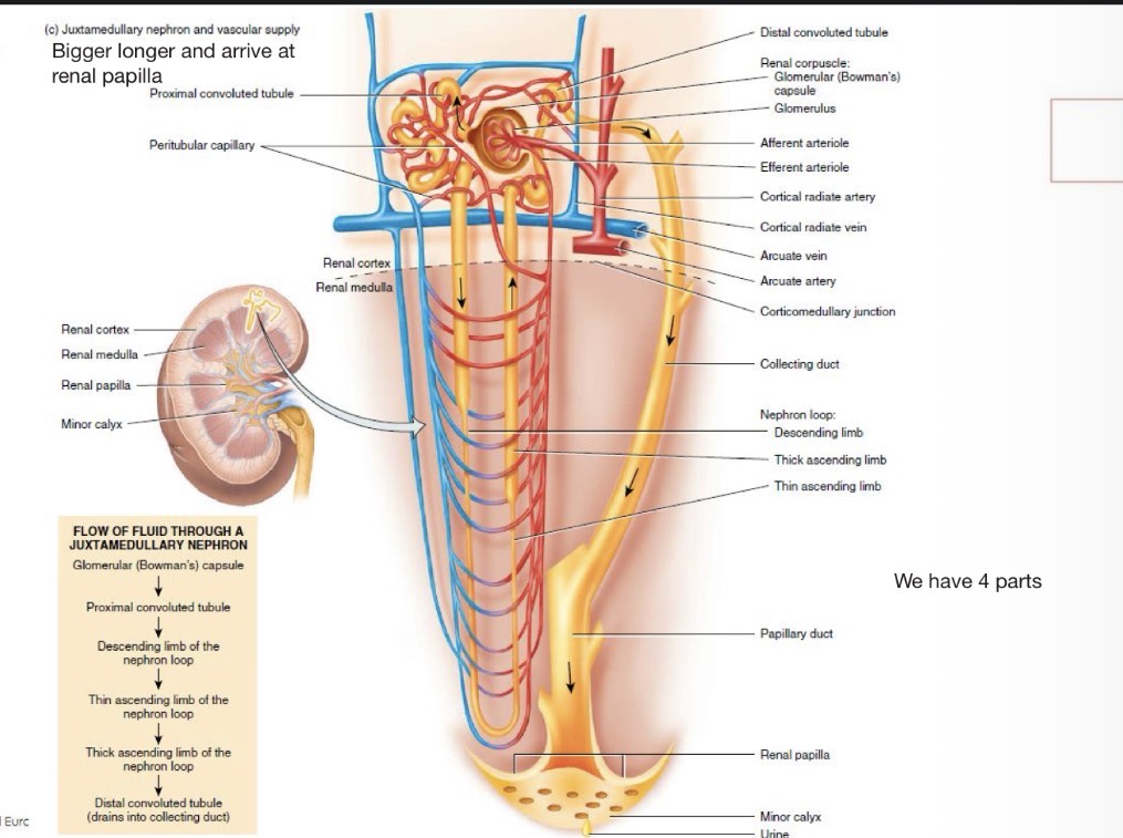 <p>Glomerular (Bowmans) Capsule → Proximal convoluted tubule (PCT) → Thick descending limb of nephron loop → Thin descending limb of nephron loop →Thin ascending limb of nephron loop → Thick ascending limb of nephron loop → distal convoluted tubule (drains into collecting duct)</p>