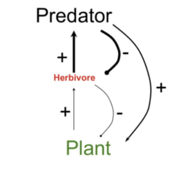 <p>indirect effects in a community that are initiated by a predator</p>