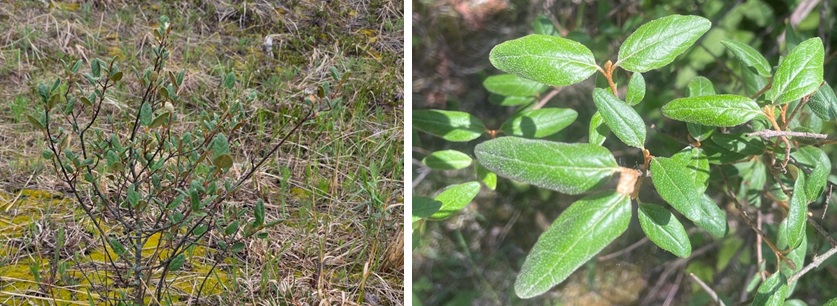 Shepherdia canadensis (Eleagnaceae)