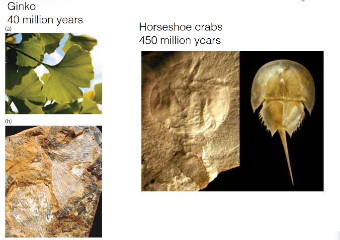 <p>in stasis, organisms look __ after long time </p>