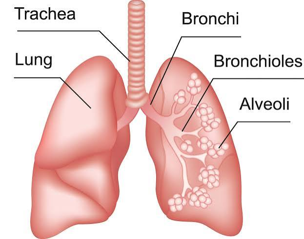 <p>bronchioles to clusters of alveoli</p>