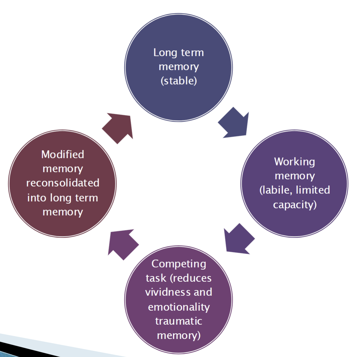<p>→ theory that tries to explain working of EMDR</p><p></p>