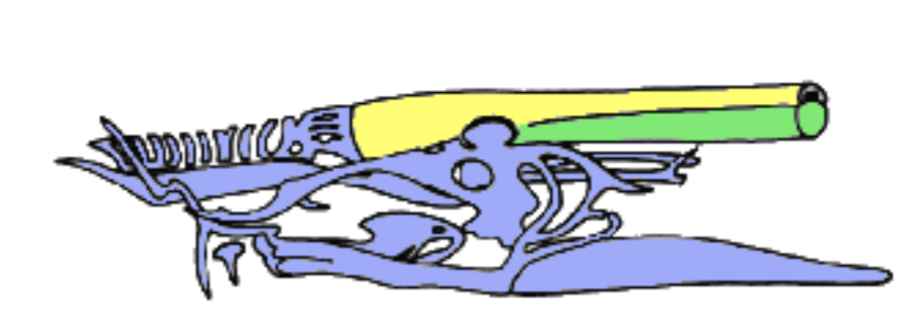 <p>slime “eels”</p><p>jawless</p>